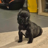Photo of Aria