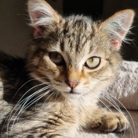 Photo of Waffle