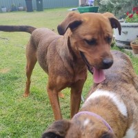 Photo of Cupid 😍Rottweiler X Ridgeback, Girl, 1.5yo