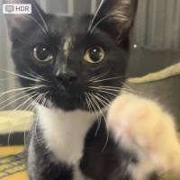 Photo of Bandit