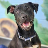 Photo of ⚽ Scrappy Doo 6610 ⚽