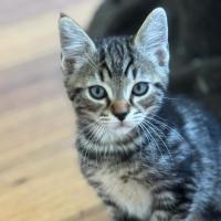 Photo of Koda
