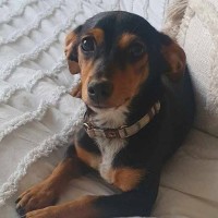 Photo of Sleigh Bells