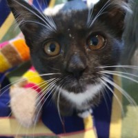 Photo of Socks