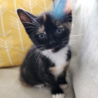 Photo of Little Miss