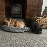 Photo of Java And Riley