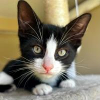 Photo of Cola