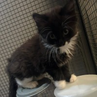 Photo of Philly Cheese Deluxe 🍔 