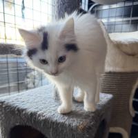 Photo of Meringue