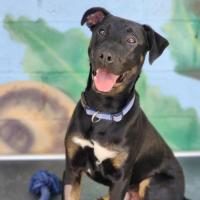 Photo of ⚽ Scrappy Doo 6610 ⚽