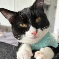 Photo of Sylvie *9 Lives Project Rescue*
