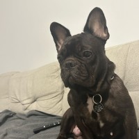 Photo of Java And Riley