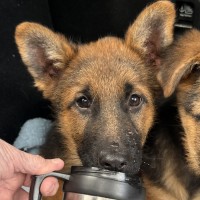 Photo of Archie