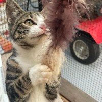 Photo of Nissa ** 2nd Chance Cat Rescue**