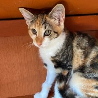 Photo of Praavini