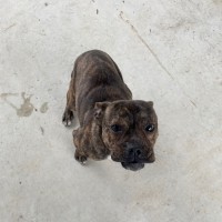 Photo of Pumba