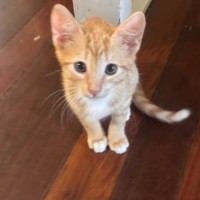 Photo of Fern
