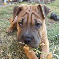 Photo of Bella
