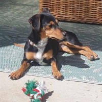 Photo of Sleigh Bells