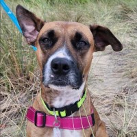 Photo of Hungry Hungry Hippo