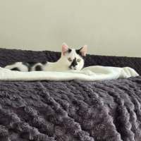 Photo of Sokka   Meet Me @ Petstock Prahran 16 May