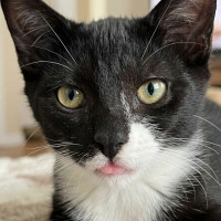 Photo of Biscuit