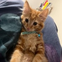 Photo of Mufasa   Located In Pakenham