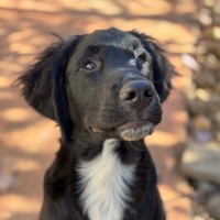 Photo of Optimus Prime