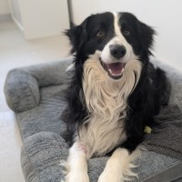 Photo of 🍎 Archie 6574 🍎