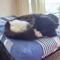 Photo of Oreo  Meet Me @ Petstock Prahran!