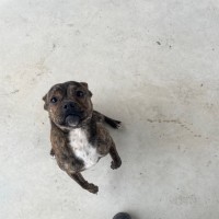 Photo of Pumba