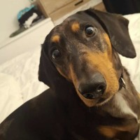 Photo of Baxter