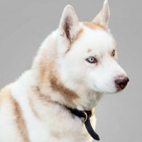Photo of Skipper