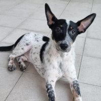 Photo of Josie