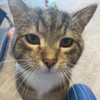 Photo of Bruce ** 2nd Chance Cat Rescue **
