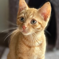 Photo of Jake 🐈🧡🧡