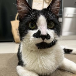 Male Domestic Short Hair (DSH) Cat