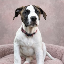 Large Female Bull Arab Mix Dog