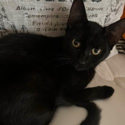 Female Domestic Short Hair (DSH) Cat