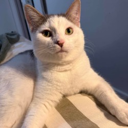 Male Domestic Short Hair (DSH) Cat