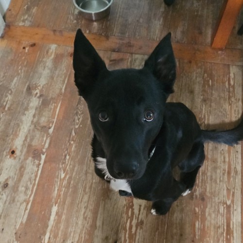 Billie - Australian Kelpie Dog