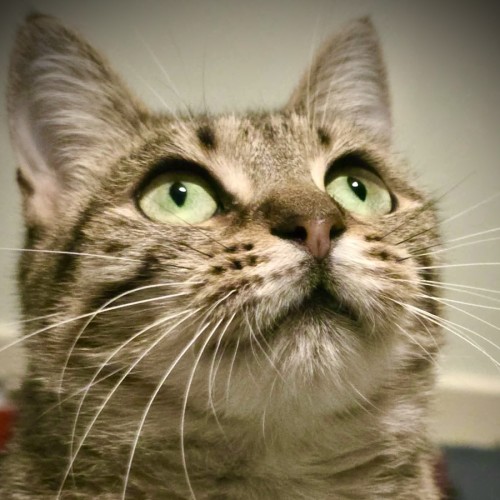 Mystie - Domestic Short Hair (DSH) Cat