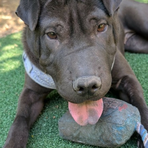 Shelly - Shar Pei Dog