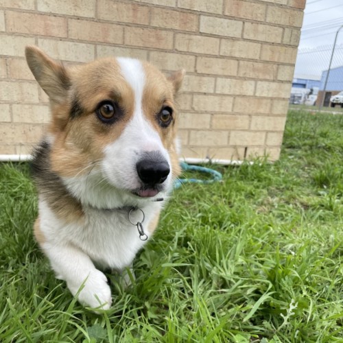 Sonny - Welsh Corgi (Pembroke) Dog