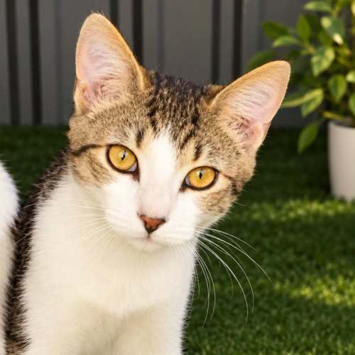 Georgie - Domestic Short Hair (DSH) Cat