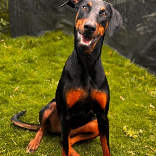 MS Z. von Dobermann - Doberman Dog