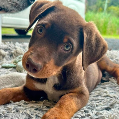 Buttercup - Border Collie x Australian Kelpie Dog
