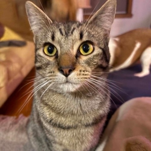 Haddy *9 Lives Project Rescue* - Domestic Short Hair (DSH) Cat
