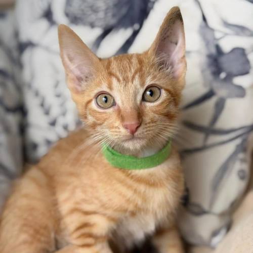 Anakin - Domestic Short Hair (DSH) Cat