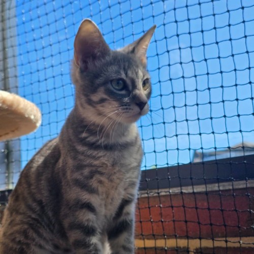 Lacey - Domestic Short Hair (DSH) Cat